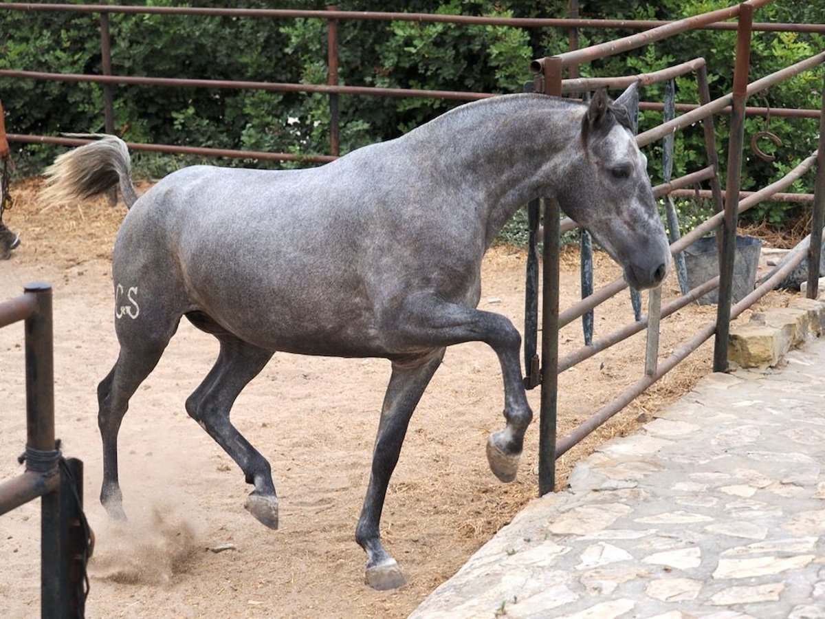 PRE Croisé Jument 2 Ans 162 cm Gris in NAVAS DEL MADRONO