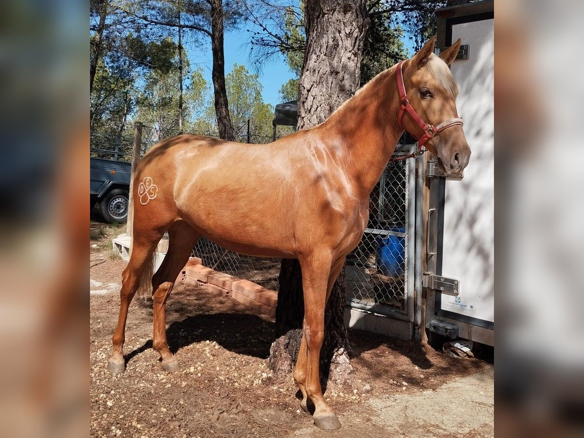 PRE Croisé Jument 2 Ans 163 cm Palomino in Alcoi/AlcoyAlcoy