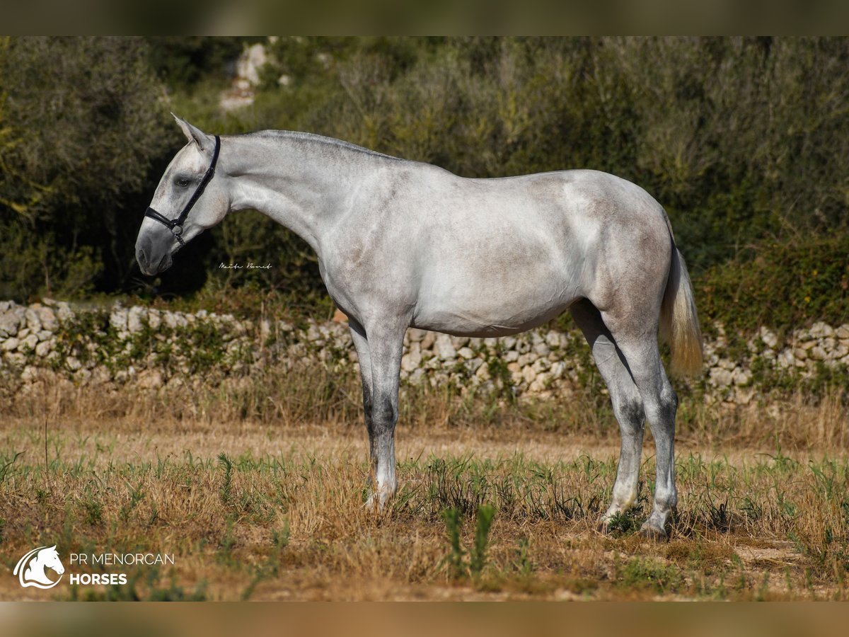 PRE Jument 2 Ans 164 cm Gris in Menorca