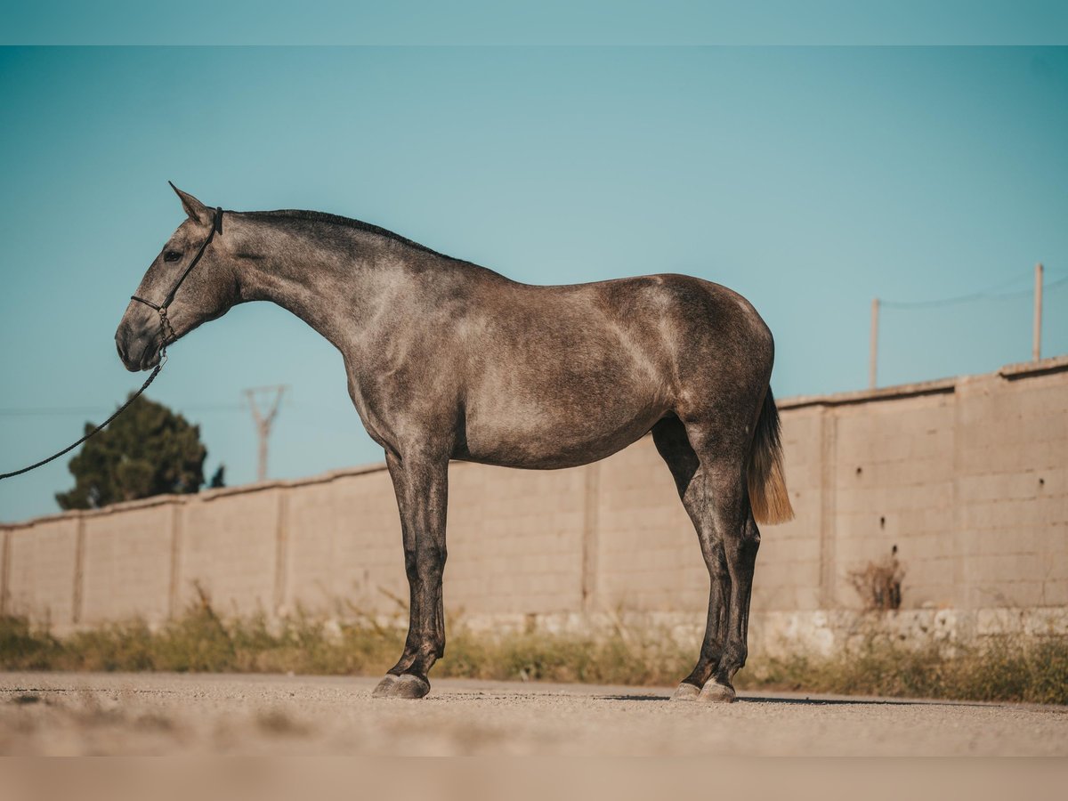 PRE Jument 2 Ans 164 cm Gris in Menorca