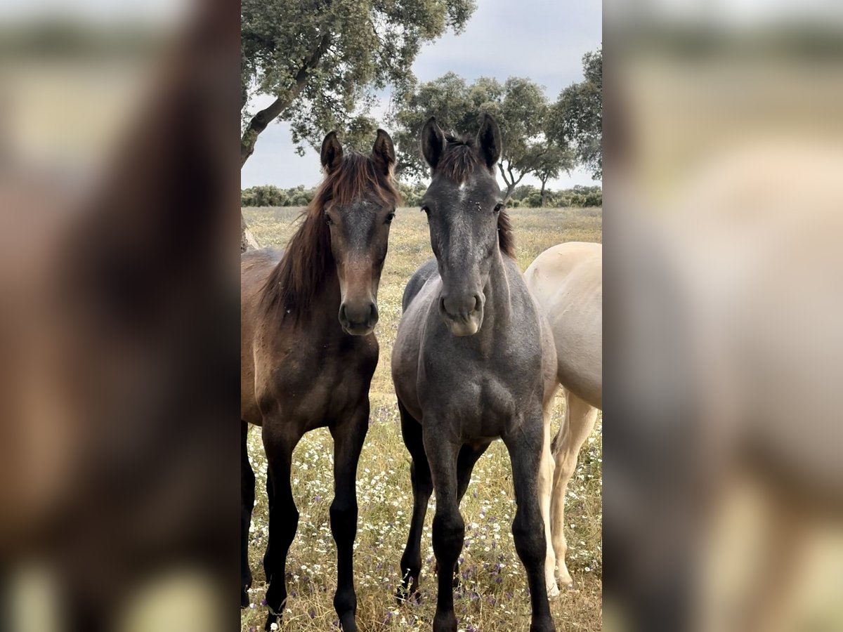 PRE Croisé Jument 2 Ans 170 cm Gris in El Catllar