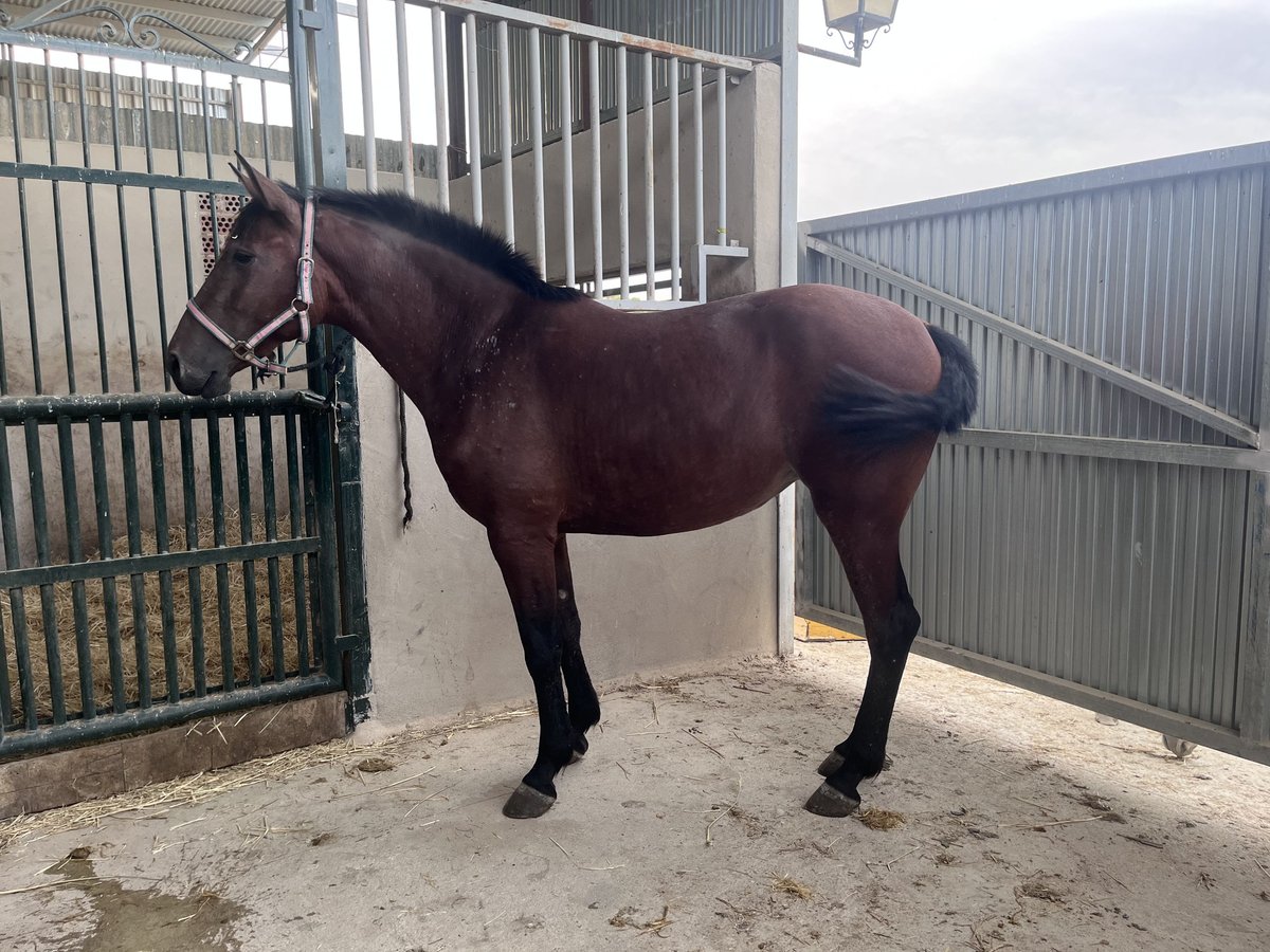 PRE Croisé Jument 2 Ans Bai clair in Villanueva Rio Segura