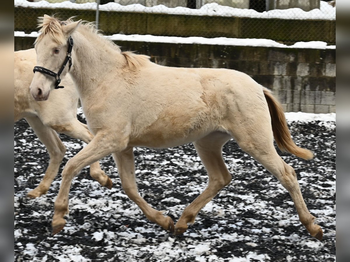 PRE Jument 2 Ans Perlino in Küssaberg