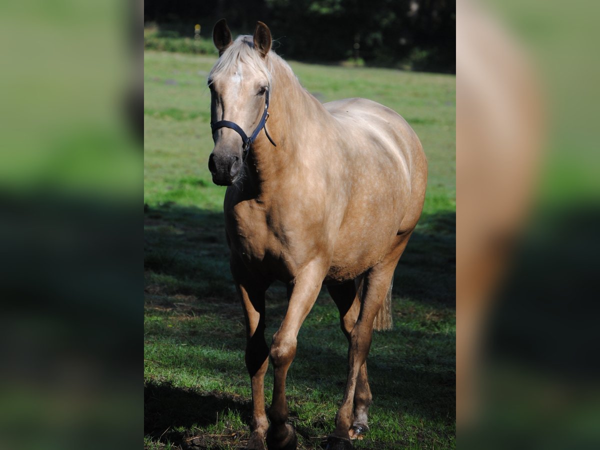 PRE Croisé Jument 3 Ans 153 cm Palomino in Himmelpforten