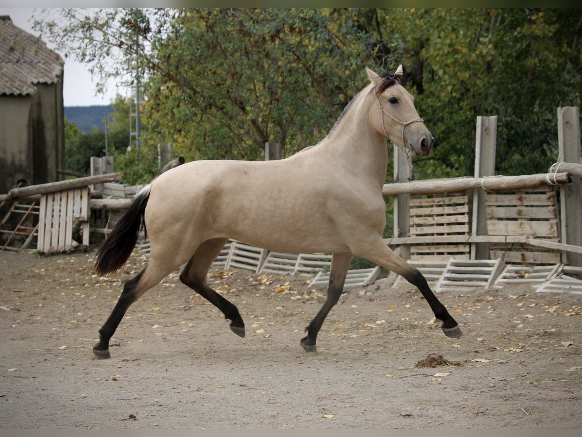 PRE Croisé Jument 3 Ans 155 cm Buckskin in Valencia