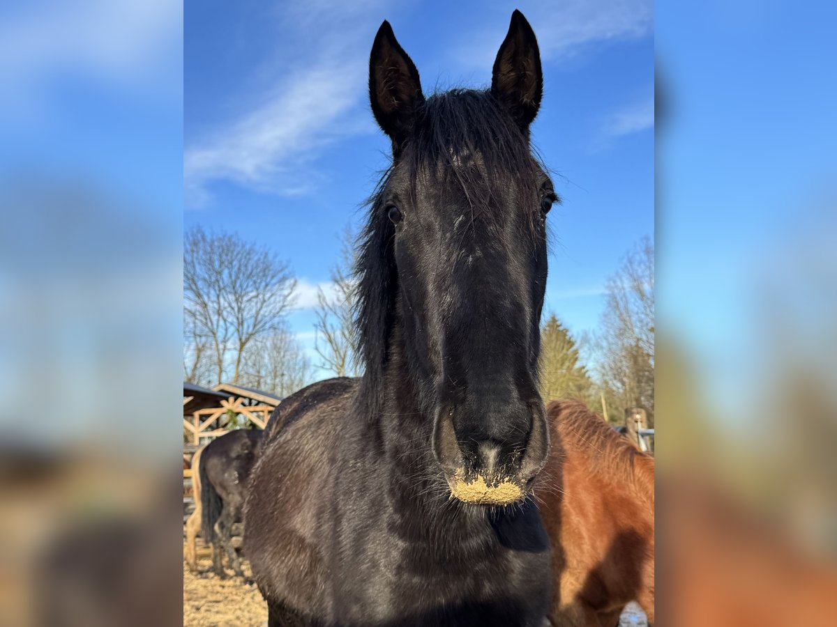 PRE Croisé Jument 3 Ans 155 cm Noir in La Vespière-Friardel