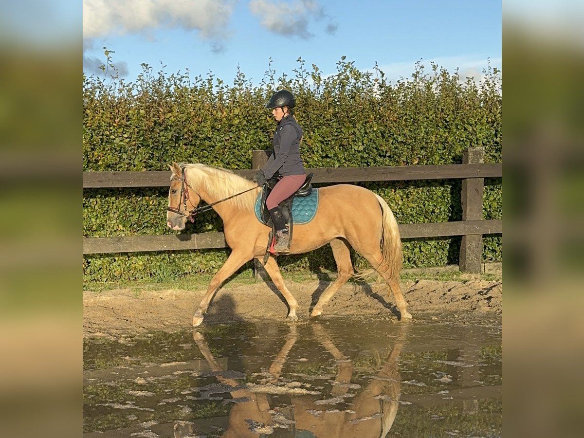 PRE Croisé Jument 3 Ans 155 cm Palomino in Daleiden