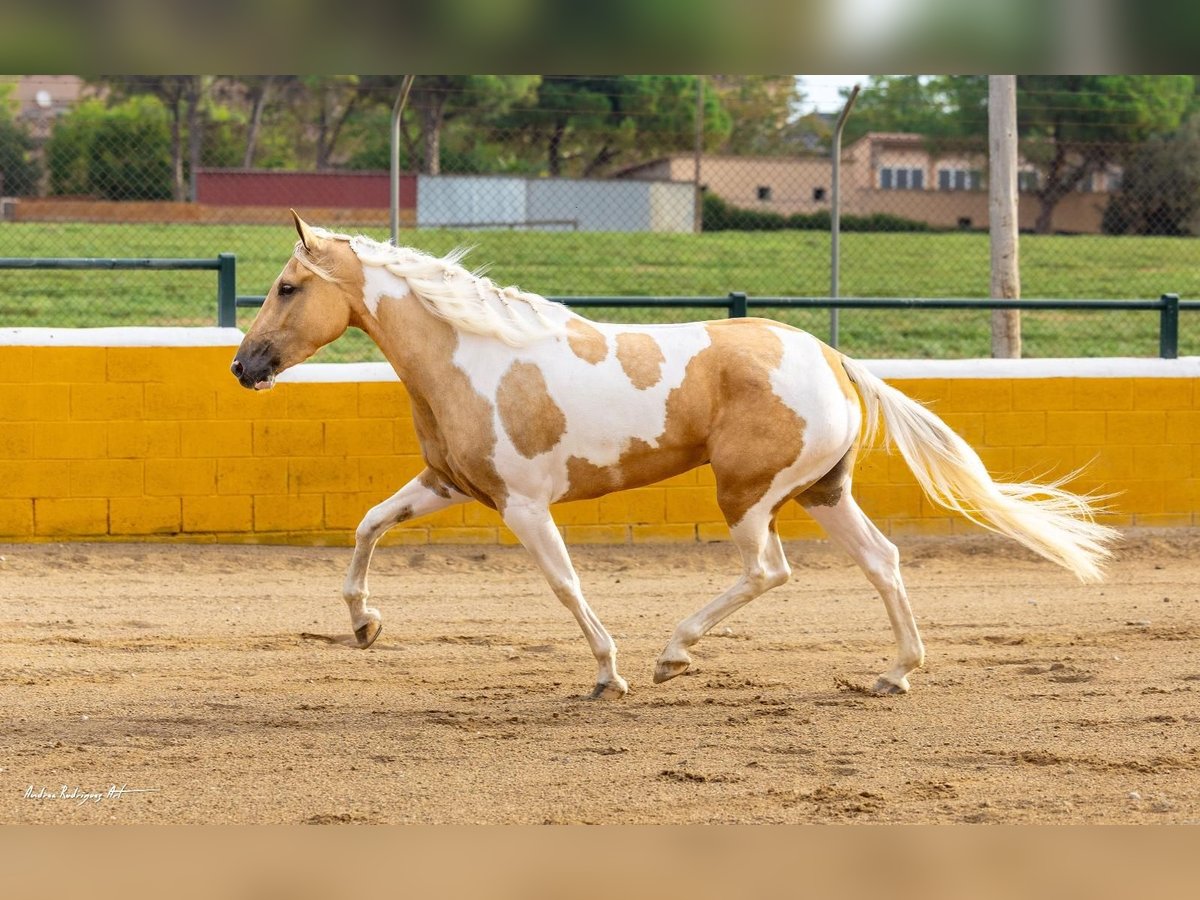 PRE Croisé Jument 3 Ans 157 cm Pinto in Hamburg