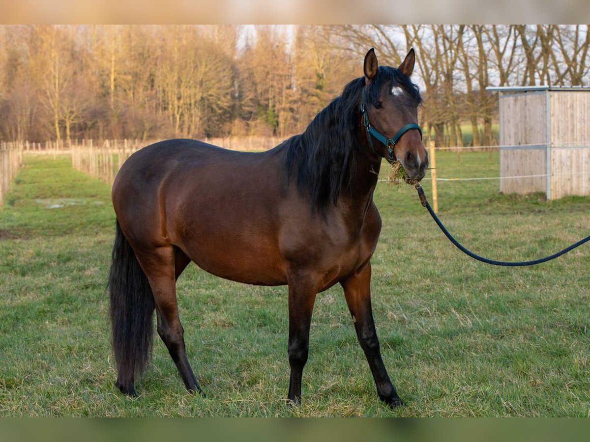 PRE Croisé Jument 3 Ans 158 cm Bai in Welden