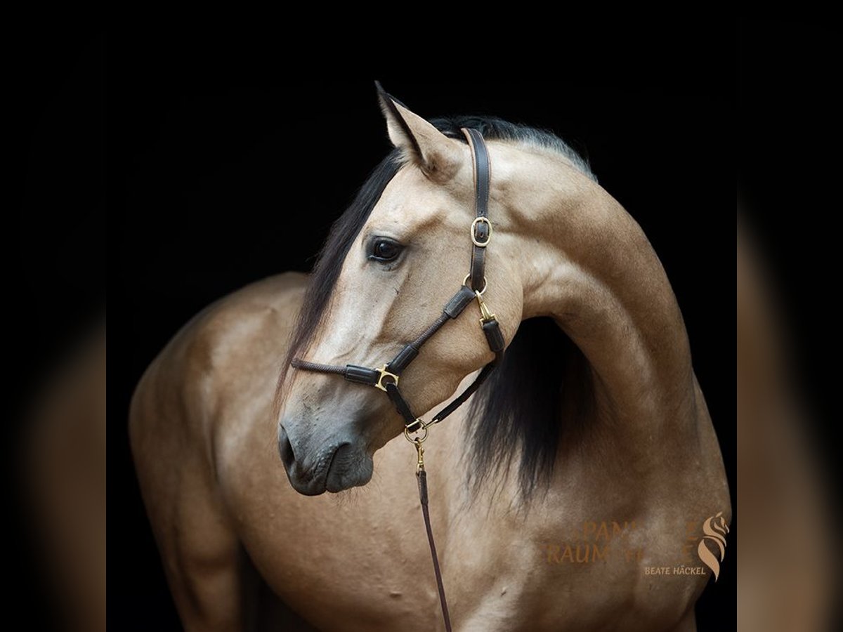 PRE Croisé Jument 3 Ans 158 cm Buckskin in Traventhal