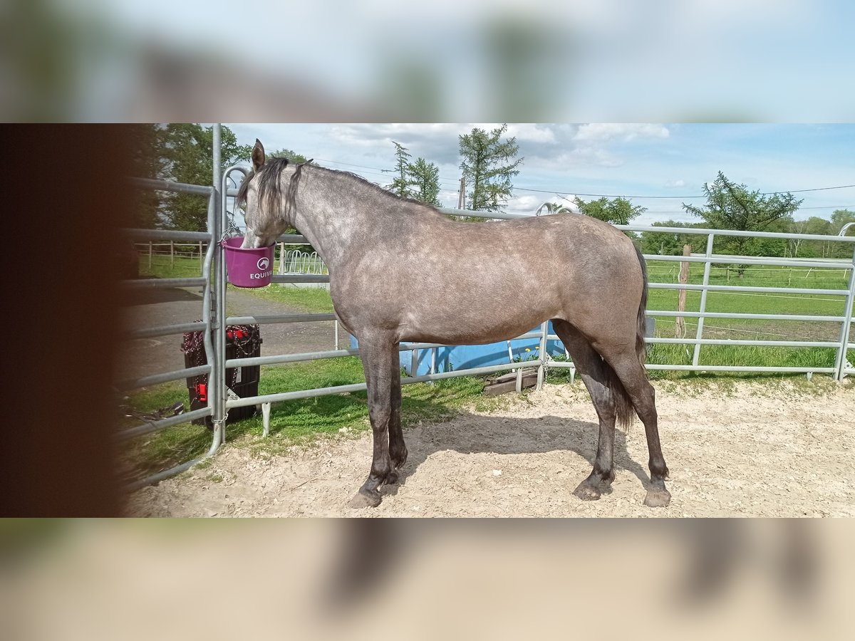 PRE Croisé Jument 3 Ans 158 cm Gris pommelé in Hünxe