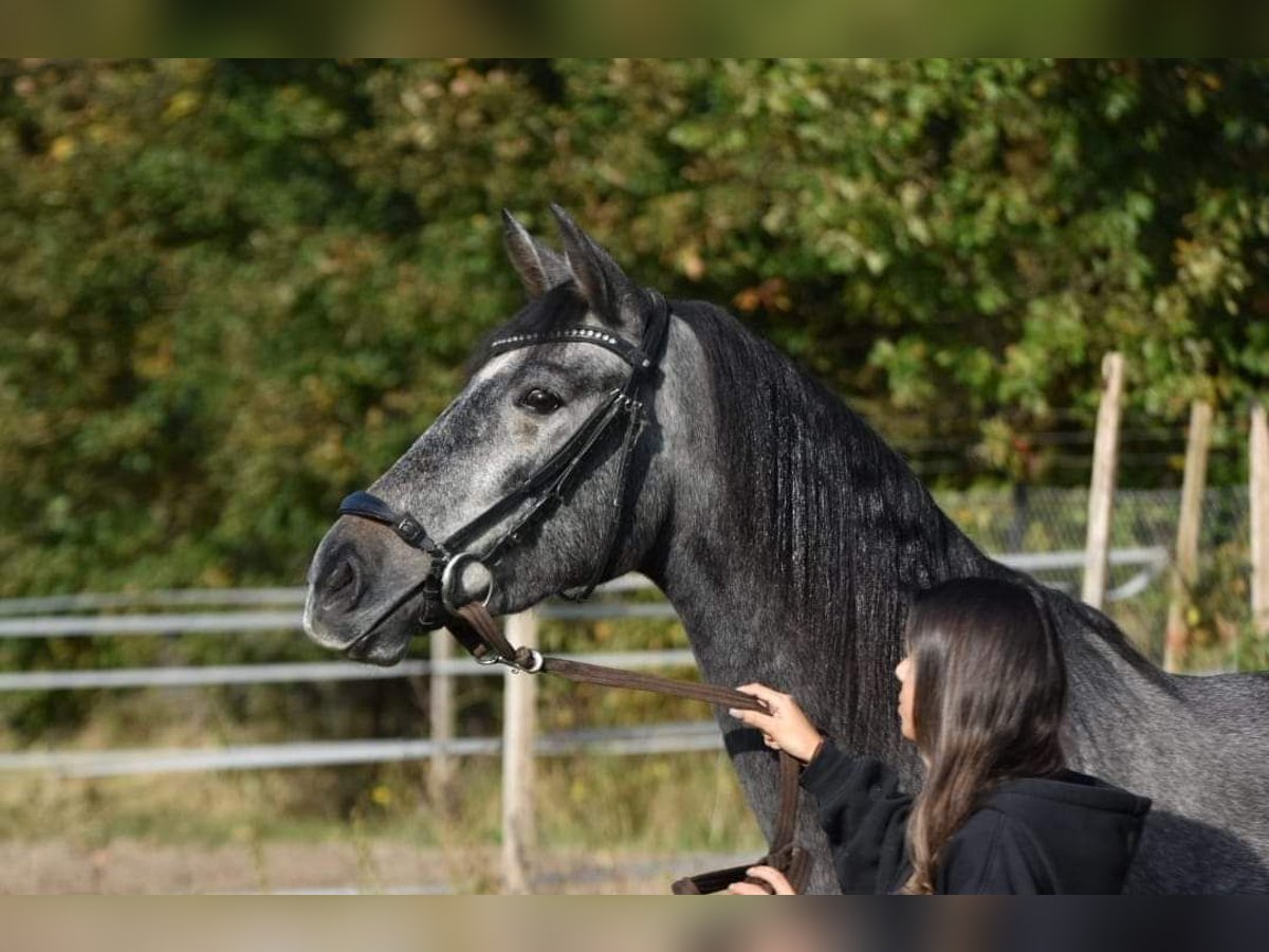 PRE Jument 3 Ans 159 cm Rouan bleu in Bussum