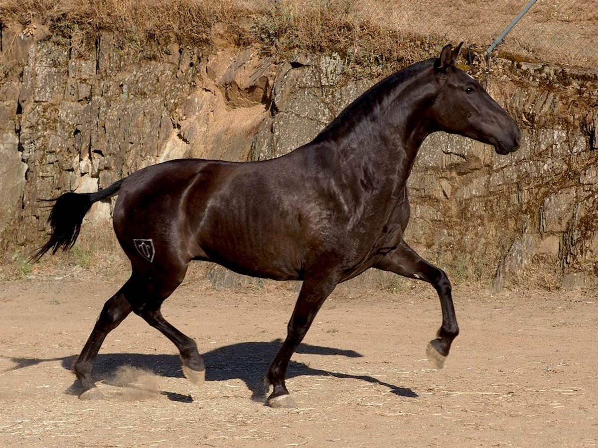 PRE Croisé Jument 3 Ans 160 cm Noir in NAVAS DEL MADRONO