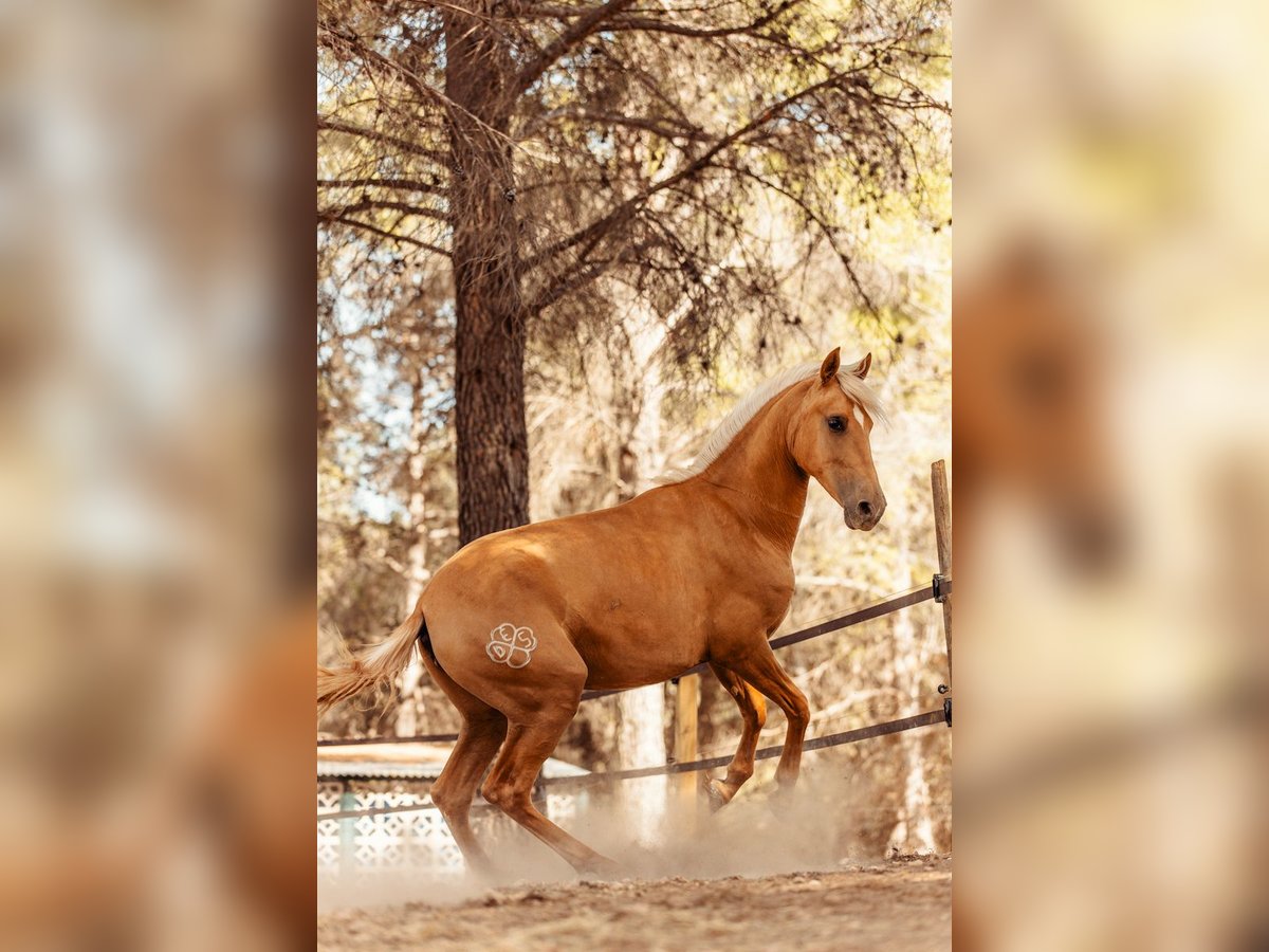 PRE Croisé Jument 3 Ans 160 cm Palomino in Alcoi/Alcoy