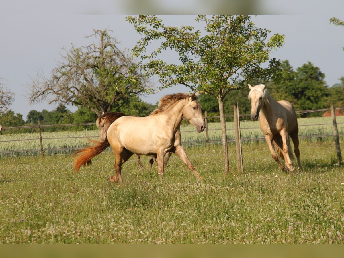PRE Croisé Jument 3 Ans 160 cm Perle in Balingen