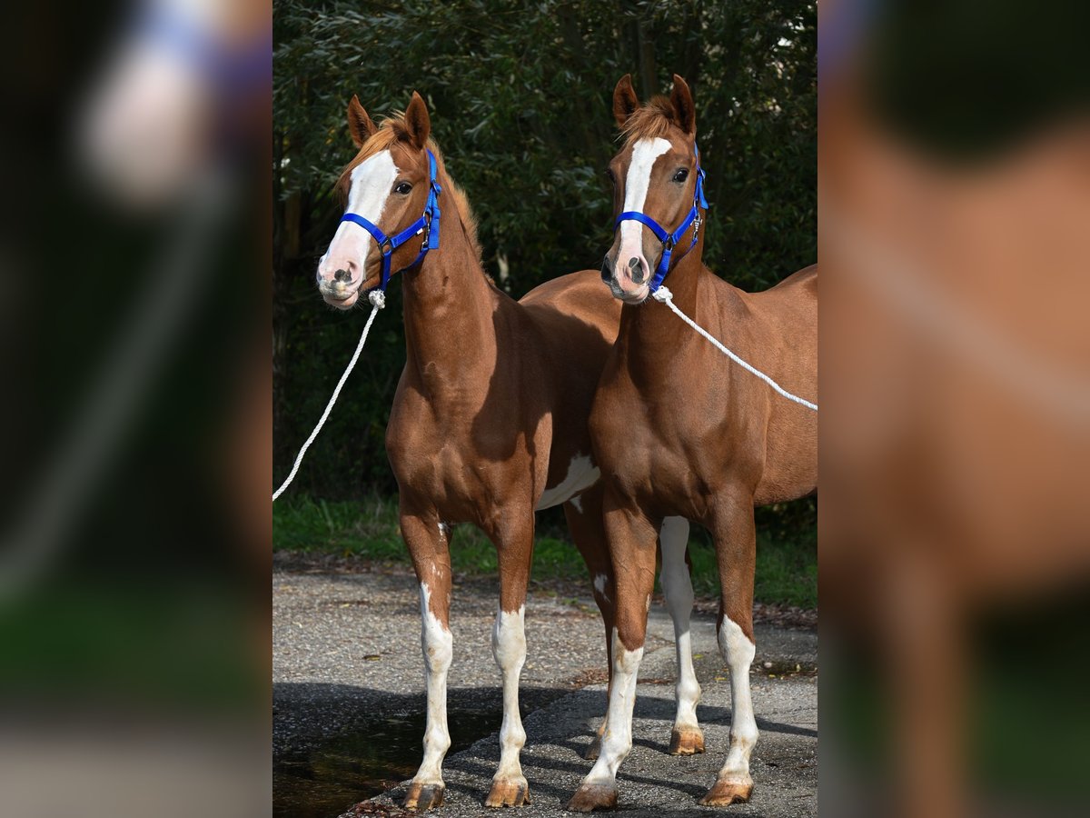 PRE Croisé Jument 3 Ans 161 cm Alezan in Sumar