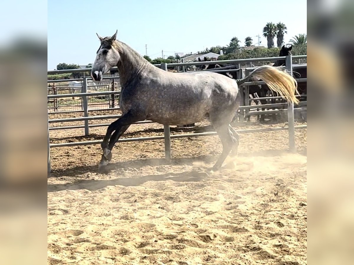 PRE Jument 3 Ans 164 cm Gris moucheté in Chiclana