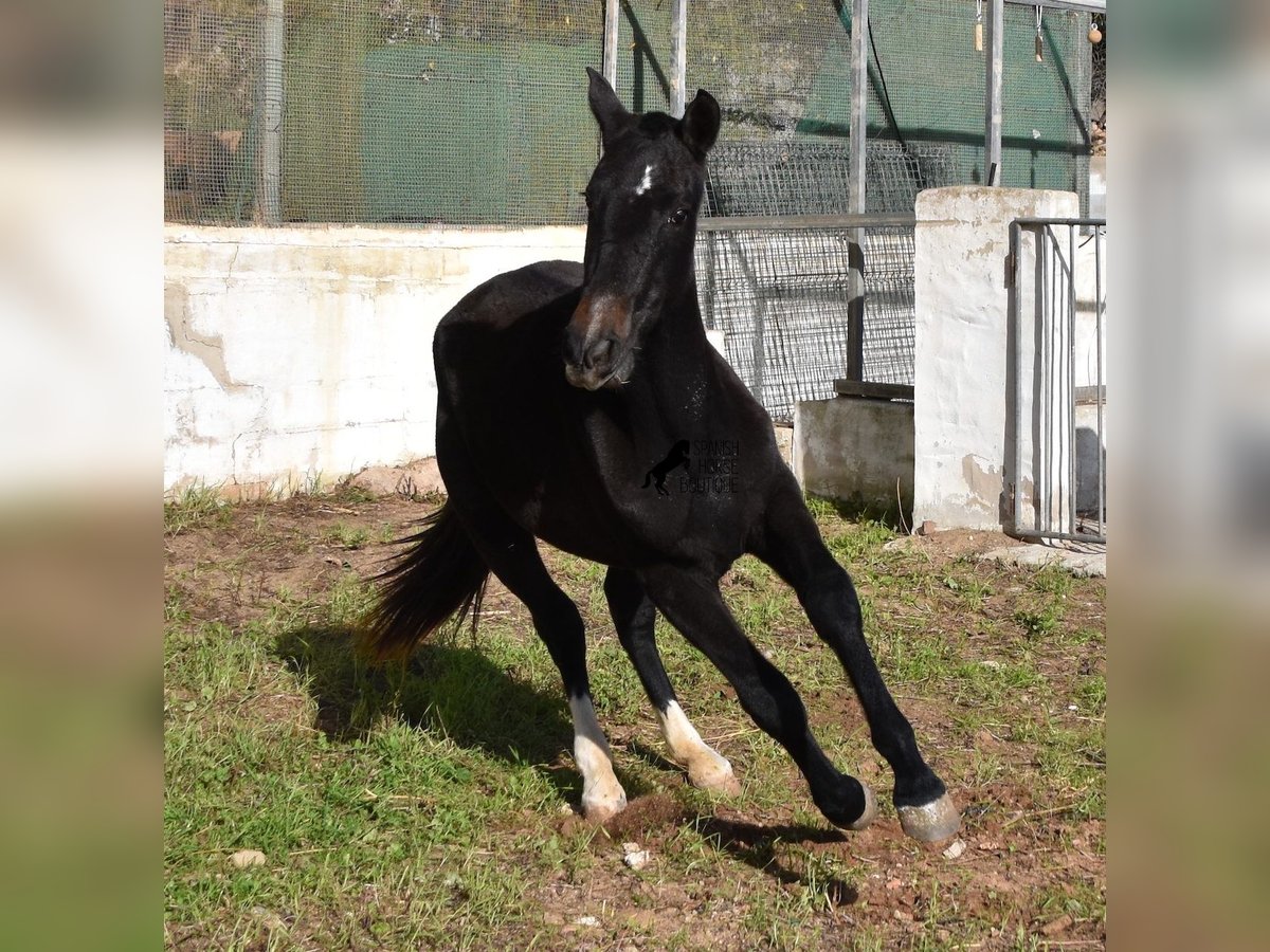 PRE Jument 3 Ans 165 cm Gris in Menorca