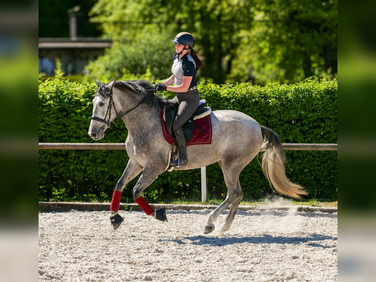 PRE Jument 3 Ans 165 cm Gris in Neustadt (Wied)