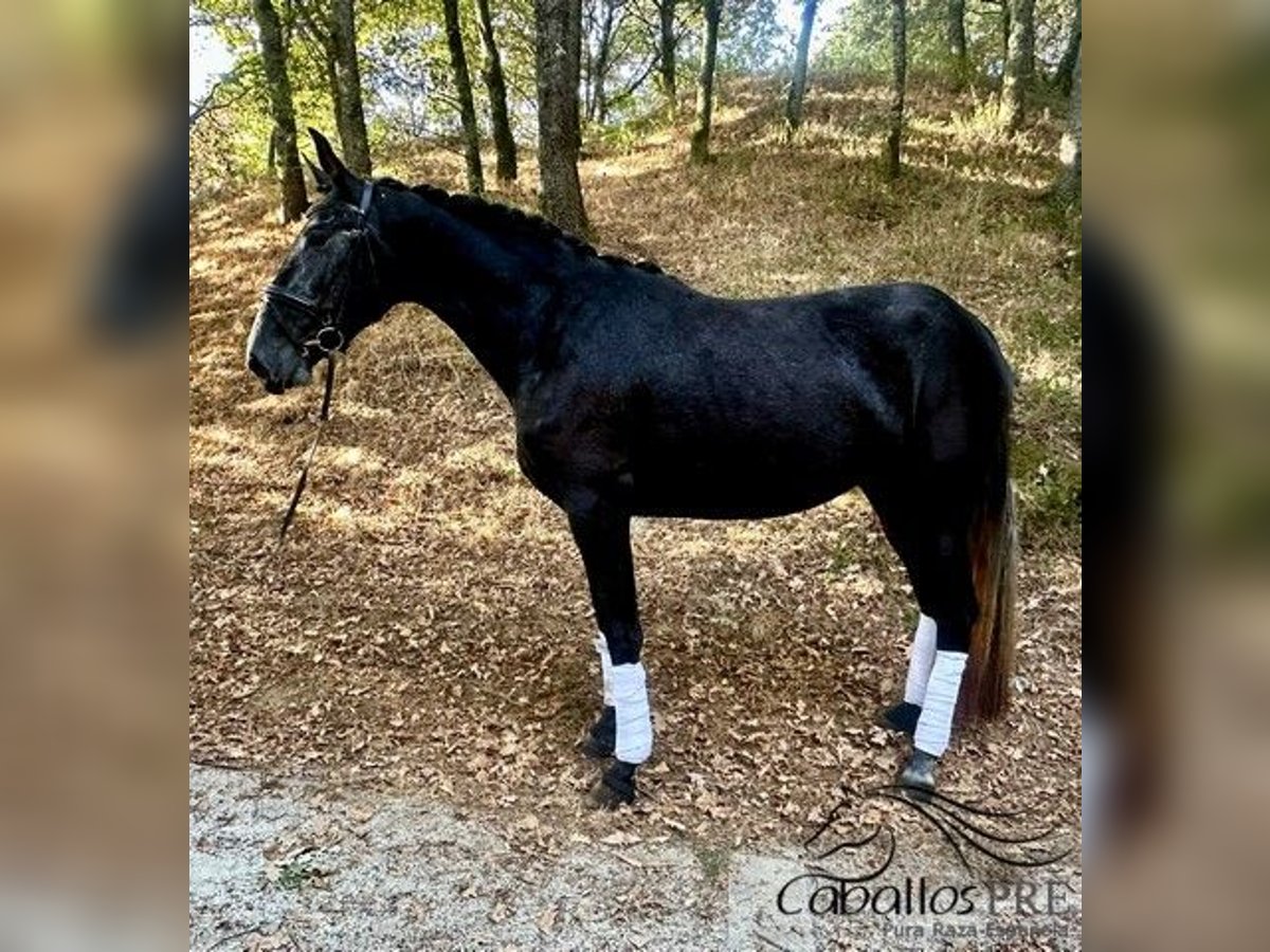 PRE Croisé Jument 3 Ans 167 cm Gris in Galicien