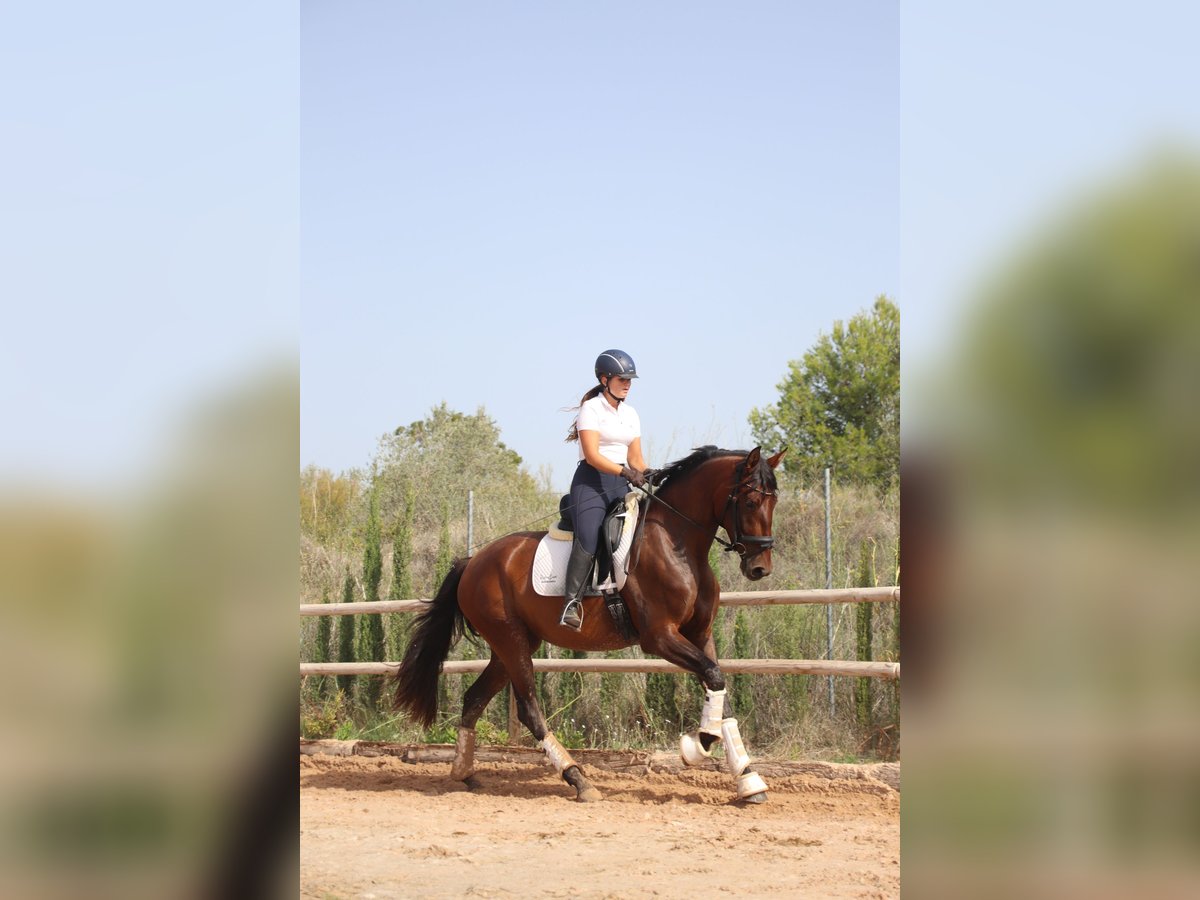 PRE Jument 3 Ans 168 cm Bai in Turis, Valencia