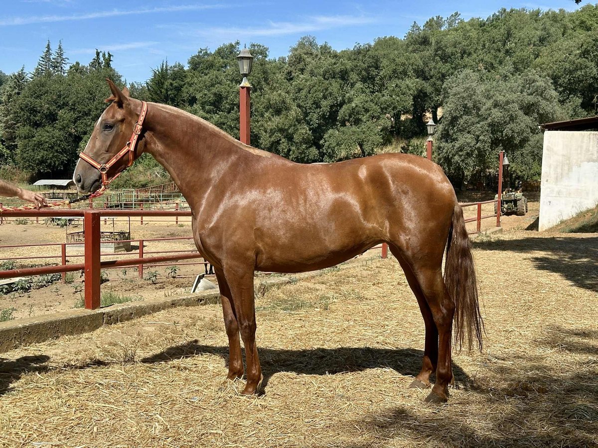 PRE Croisé Jument 3 Ans 168 cm in Galaroza