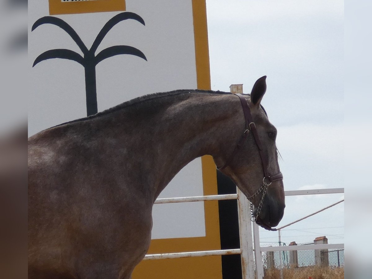 PRE Jument 3 Ans 175 cm Gris moucheté in Navalvillar De Pela
