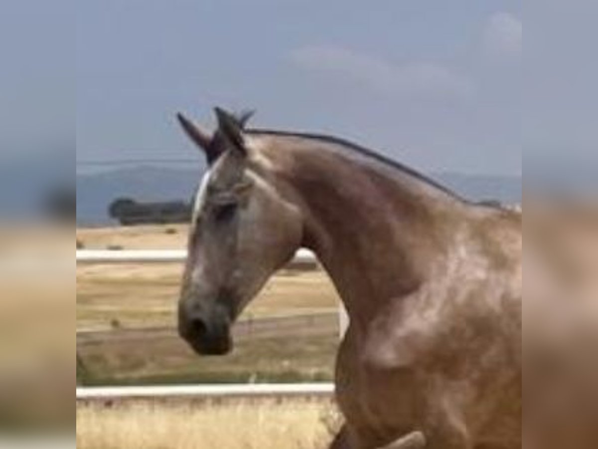 PRE Jument 3 Ans 175 cm Gris moucheté in Navalvillar De Pela