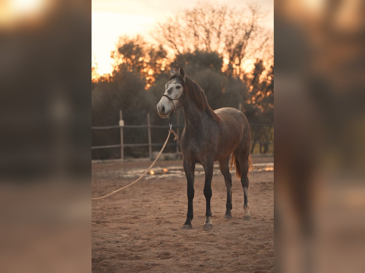 PRE Croisé Jument 3 Ans Gris in Felanitx