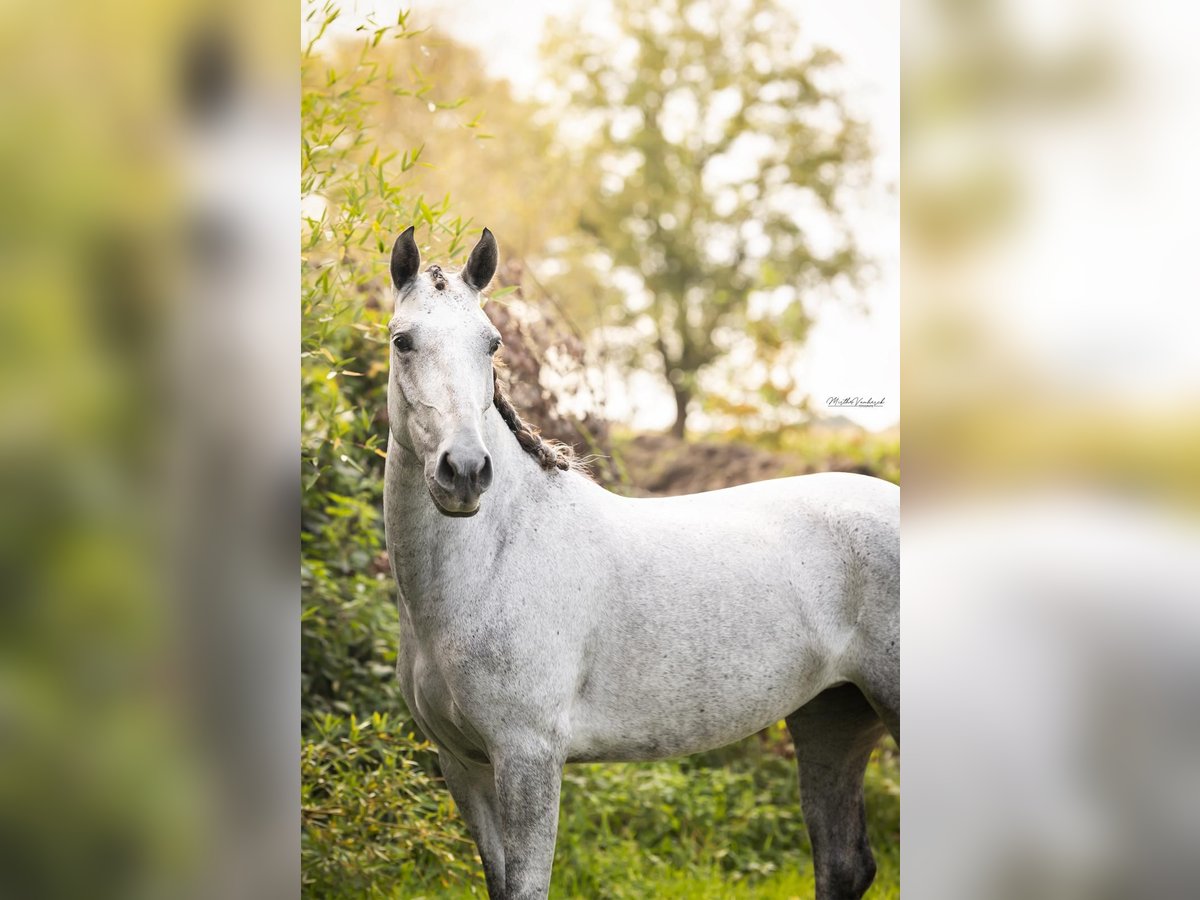 PRE Croisé Jument 4 Ans 148 cm Gris in Hoogeloon