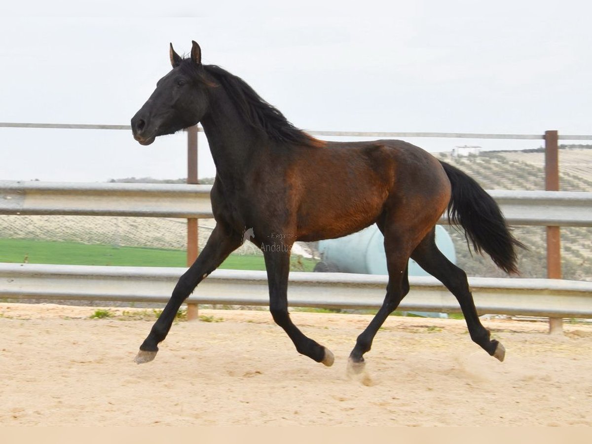 PRE Croisé Jument 4 Ans 153 cm Noir in Miralvalles