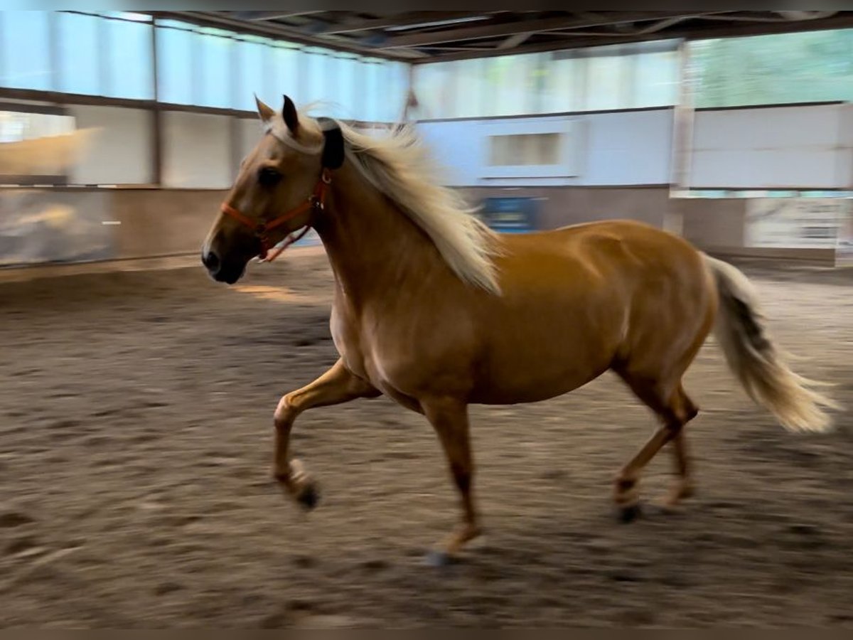 PRE Croisé Jument 4 Ans 153 cm Palomino in Gifhorn