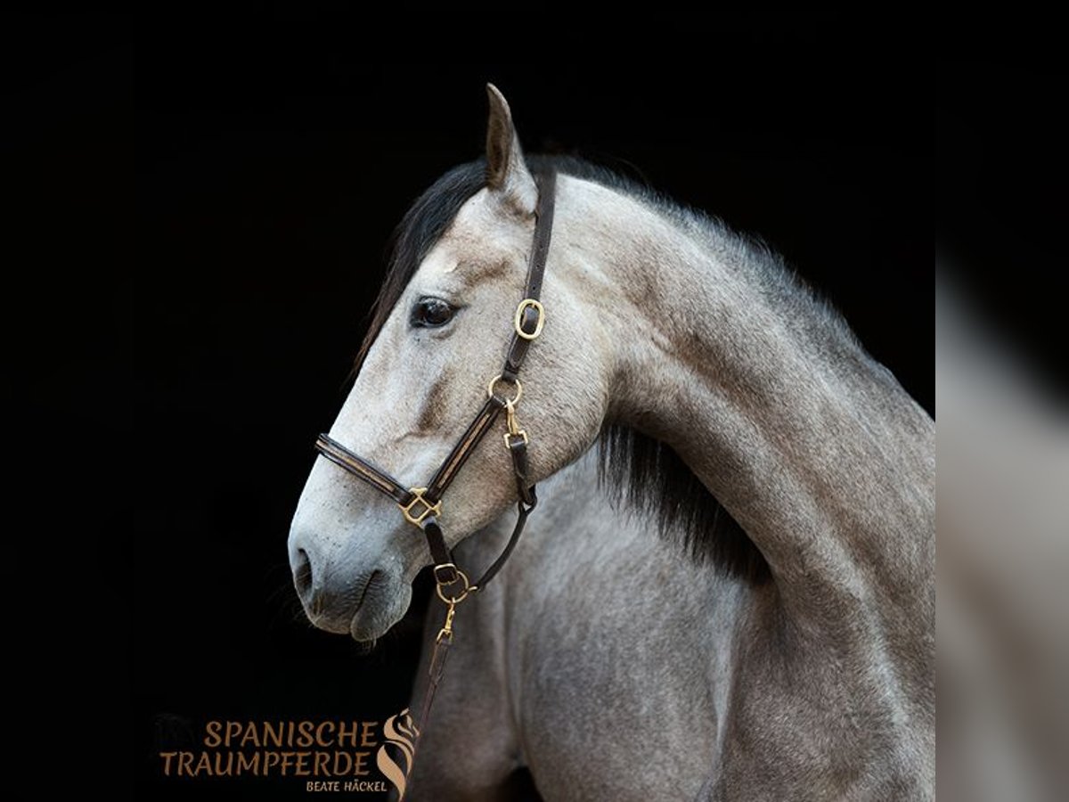 PRE Jument 4 Ans 155 cm Gris in Traventhal