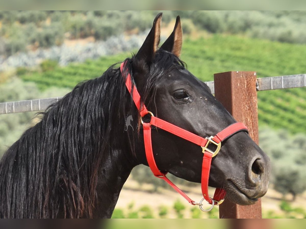 PRE Jument 4 Ans 155 cm Noir in Miralvalles