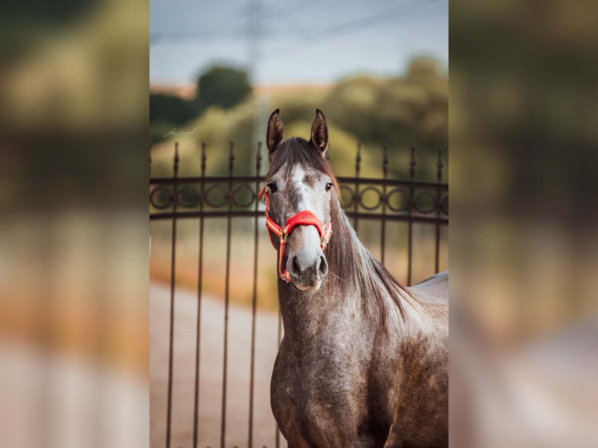 PRE Jument 4 Ans 156 cm Peut devenir gris in Aldingen