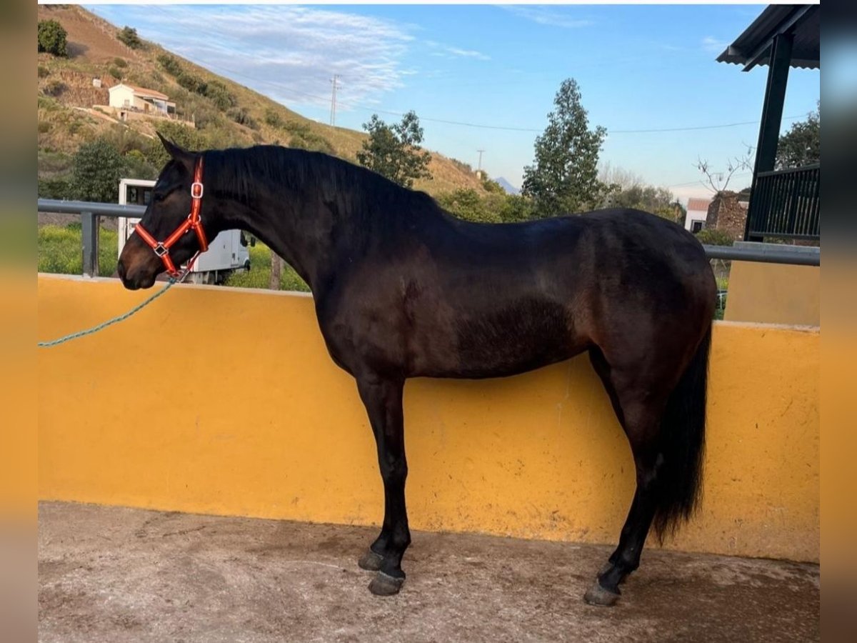 PRE Jument 4 Ans 159 cm Bai brun in Velez Malaga