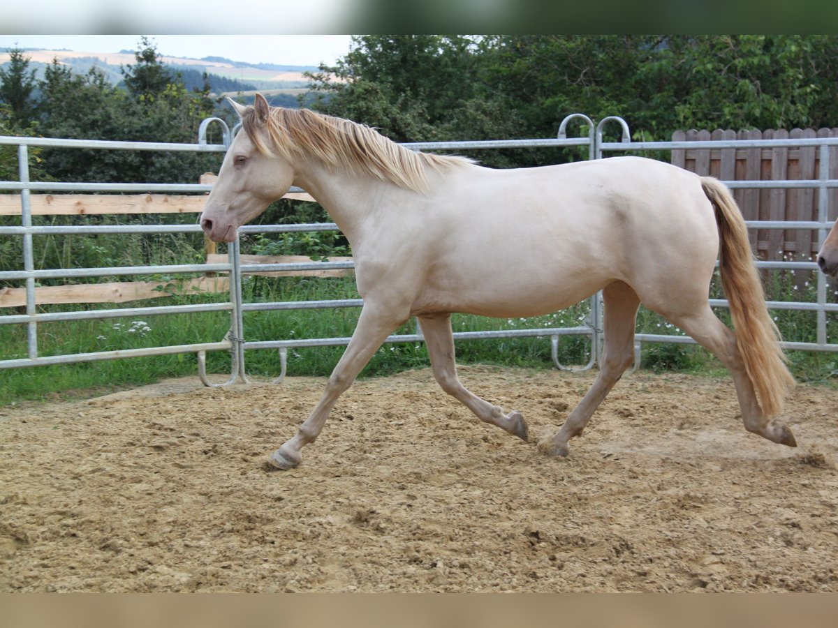 PRE Croisé Jument 4 Ans 159 cm Perlino in Brauweiler