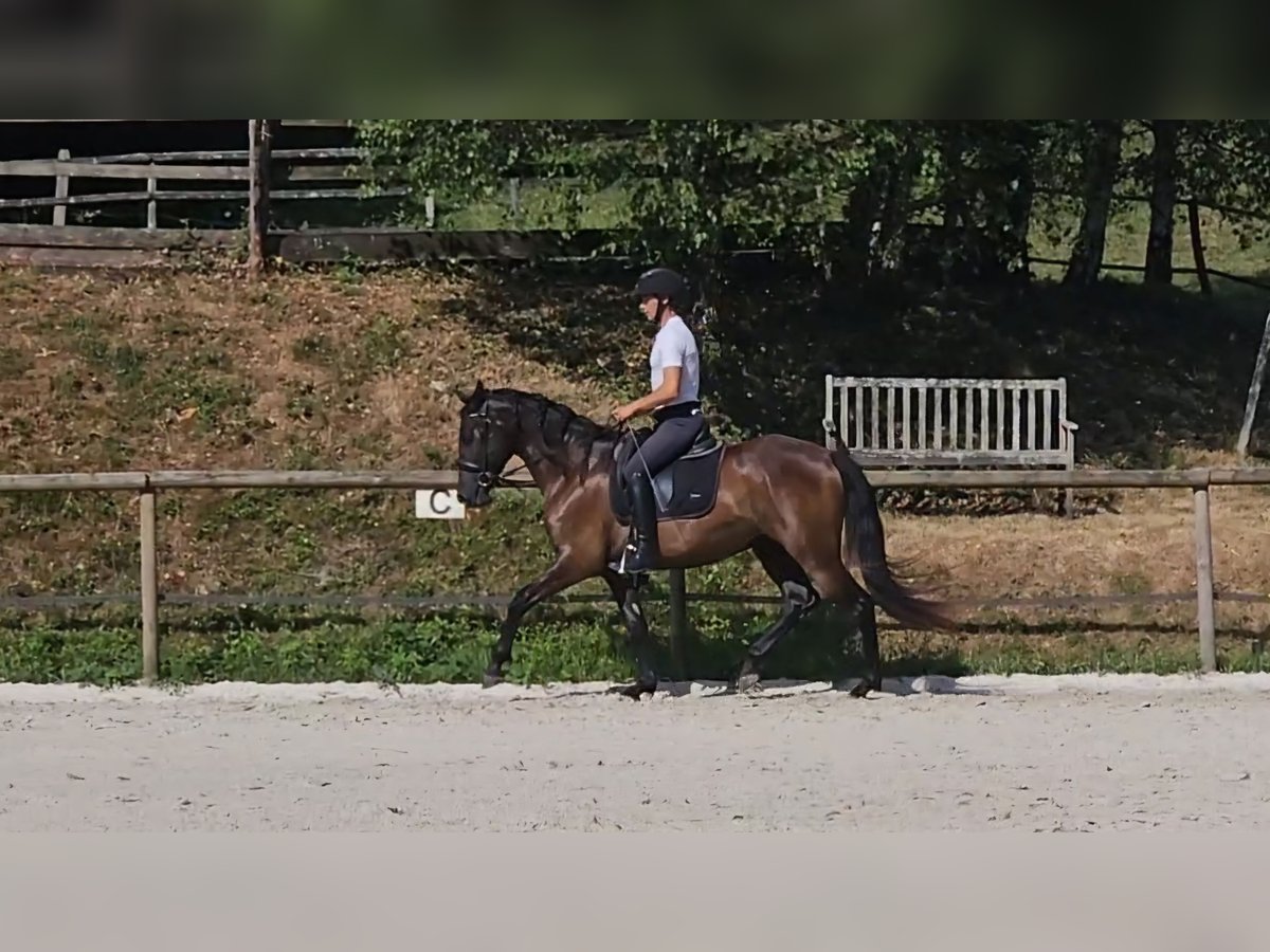 PRE Croisé Jument 4 Ans 160 cm Bai in Limoges