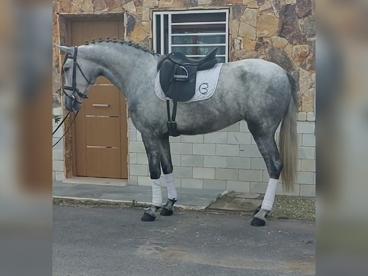 PRE Jument 4 Ans 160 cm Gris in Malaga