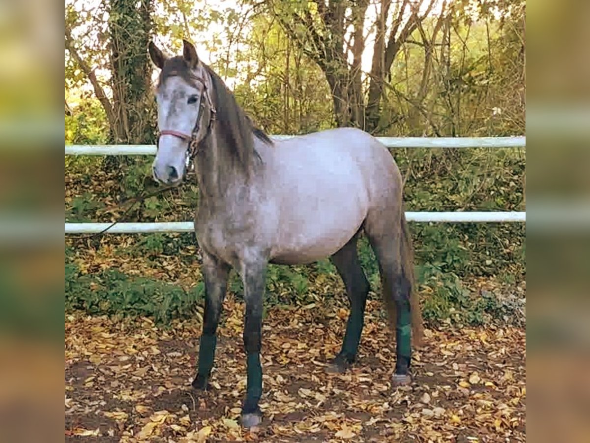 PRE Croisé Jument 4 Ans 160 cm Gris in Drage