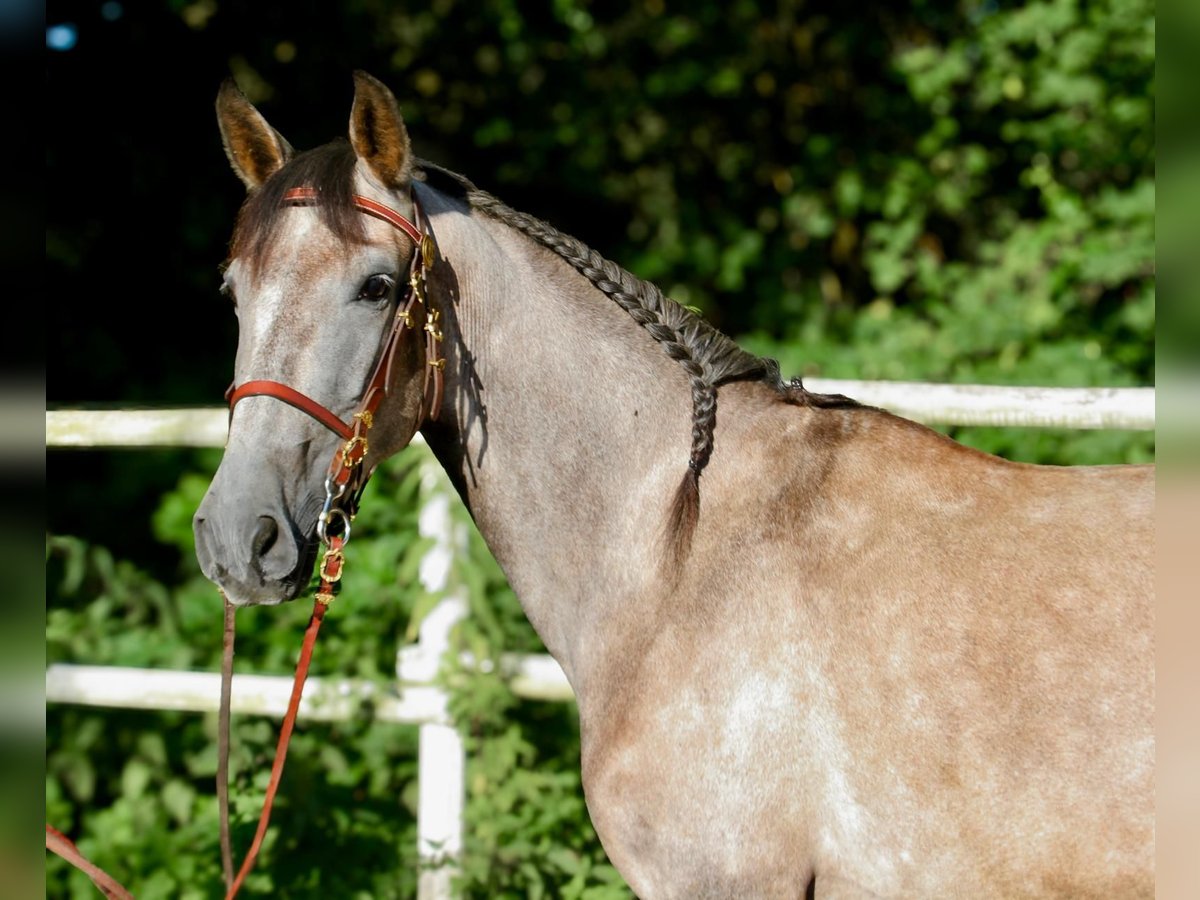 PRE Croisé Jument 4 Ans 160 cm Gris in Drage