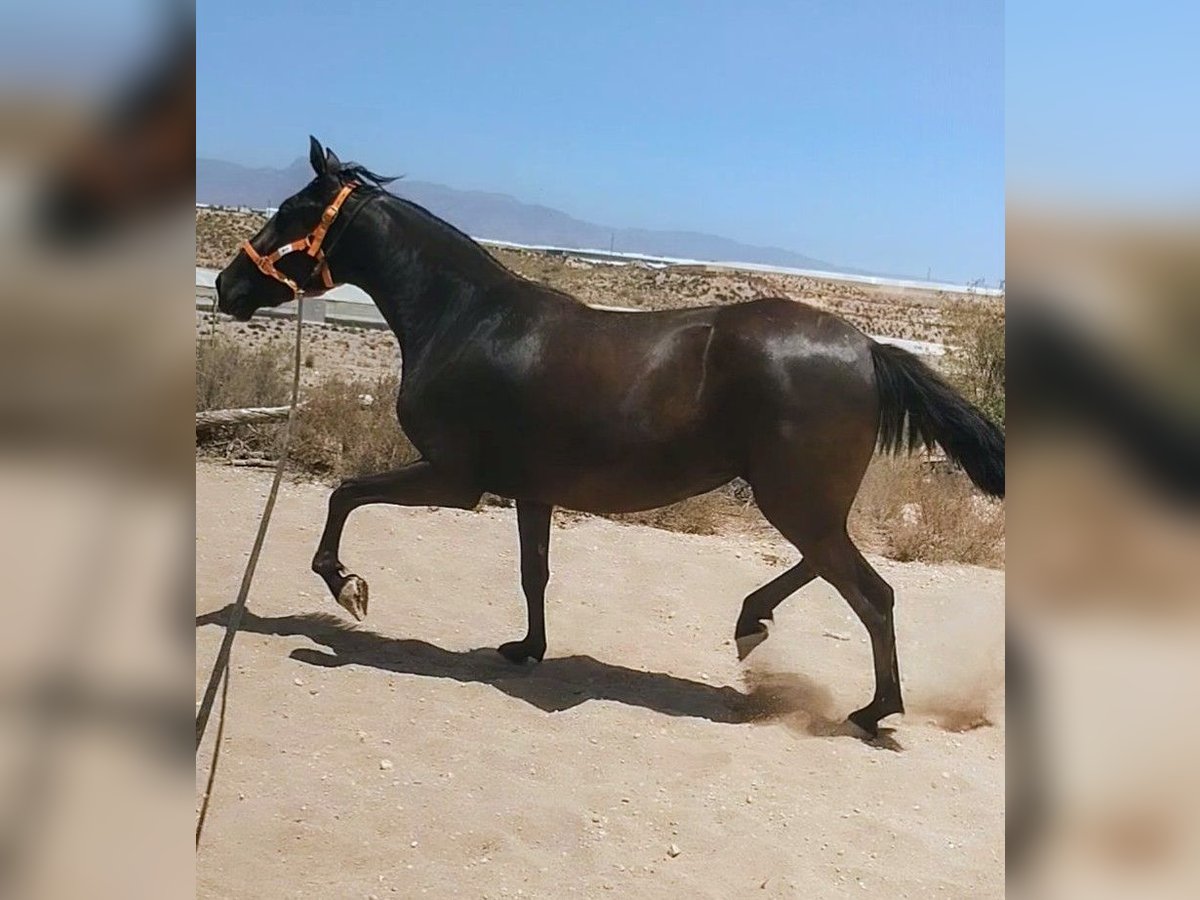 PRE Croisé Jument 4 Ans 160 cm Noir in Mazarrulleque