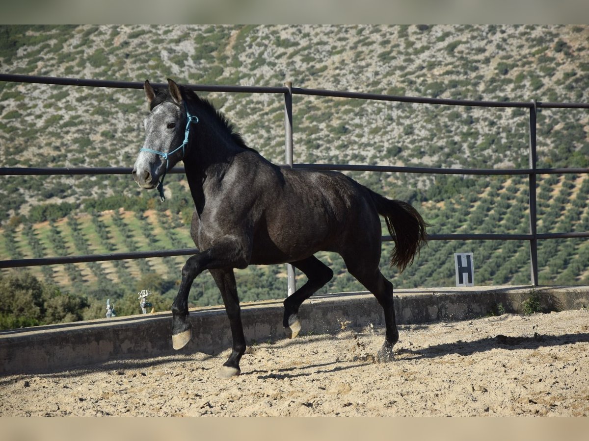 PRE Croisé Jument 4 Ans 161 cm Gris noir in Geroldsgrün