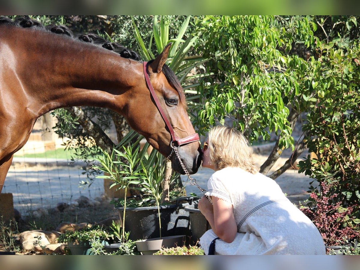 PRE Croisé Jument 4 Ans 162 cm Bai in Madrid