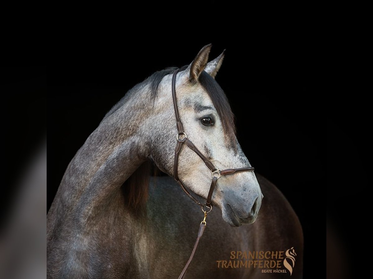 PRE Croisé Jument 4 Ans 162 cm Noir in Travebthal