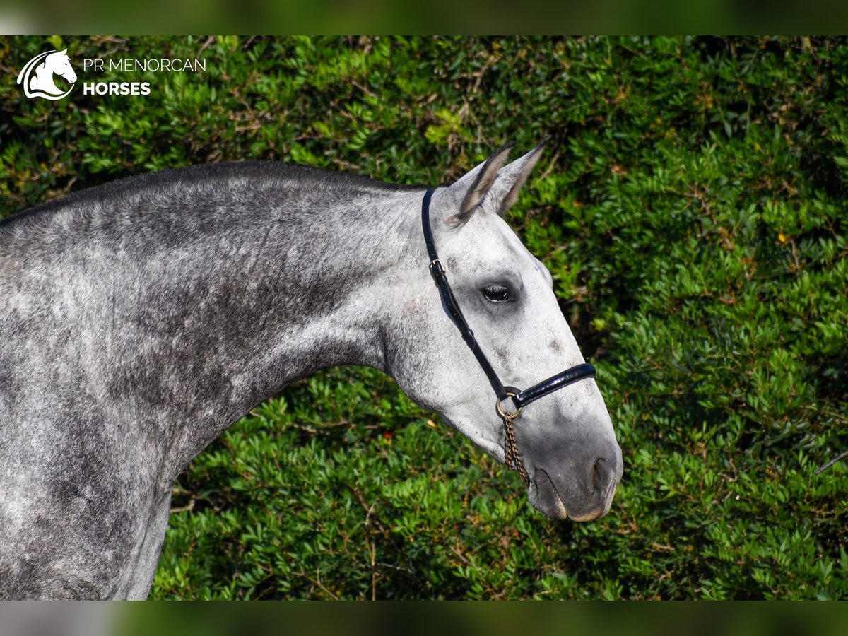 PRE Jument 4 Ans 164 cm Gris in Manresa