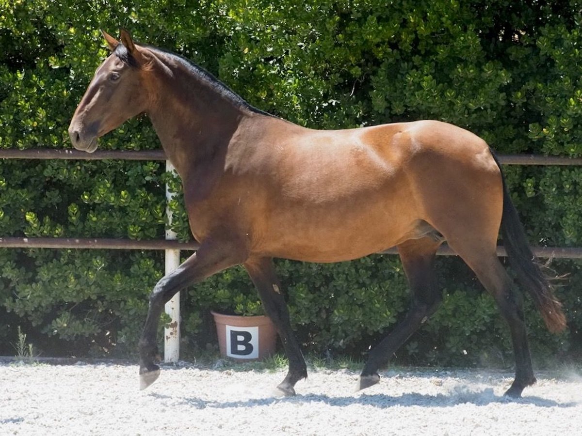 PRE Croisé Jument 4 Ans 166 cm Bai cerise in NAVAS DEL MADRONO