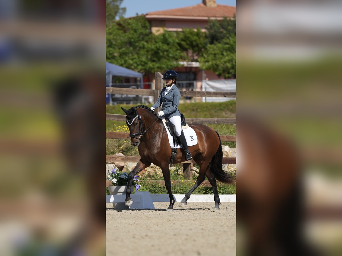 PRE Jument 4 Ans 168 cm Bai in Tur&#xED;s