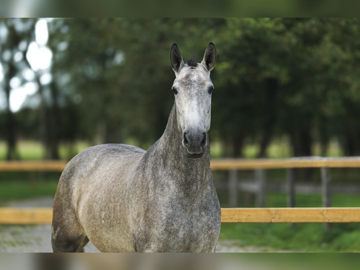 PRE Croisé Jument 4 Ans 168 cm Gris in Leichlingen