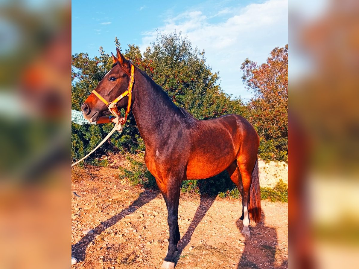 PRE Croisé Jument 5 Ans 149 cm Bai in Hamburg